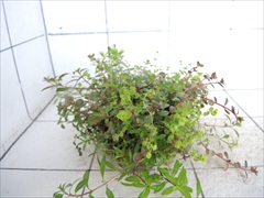 侘び草クリプトMIX No.3