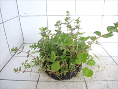 侘び草モスベース No.2