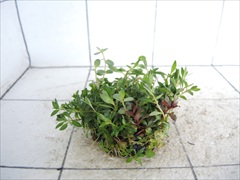 侘び草かれんNo.4