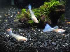 国産グッピー RREAピンクホワイト ペア