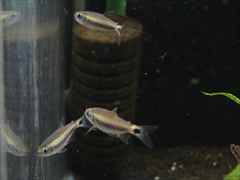 コギャルテトラ