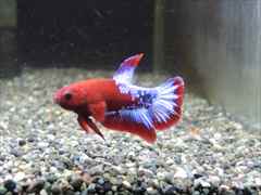 ベタ プラカット レッドファンシー オス