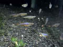 ダディブルジョリィハチェットバルブ