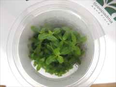 スタウロギネレペンス GROWOW