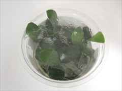 アヌビアス ナナ 1-2-Grow