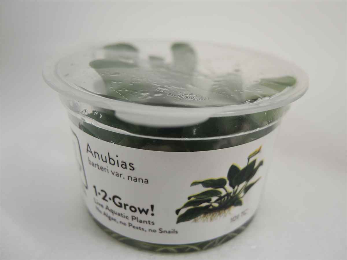 アヌビアス ナナ 1-2-Growの写真3