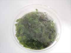 ヤワラゼニゴケ 1-2-Grow