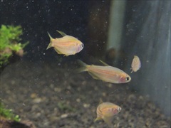 インパイクティスパラウアピランガテトラ