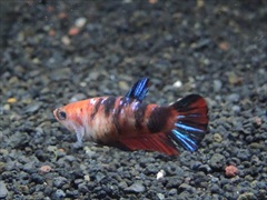 コイベタ メス No.1