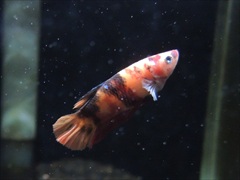 コイベタ メス No.2