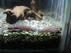 レオパードタティア ワイルド ペア