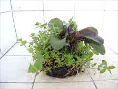 侘び草エキノMIX No.1