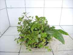 侘び草エキノMIX No.2